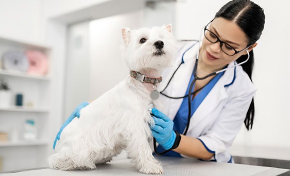 Veterinarian Care