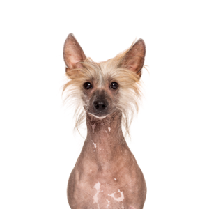 Chinese Crested Puppies Petland Montgomery Alabama