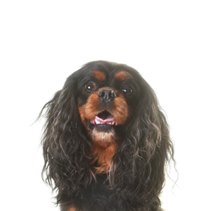 English Toy Spaniel