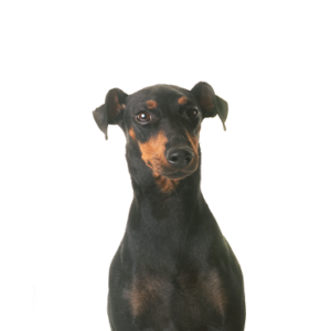 Manchester Terrier