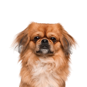 Pekingese