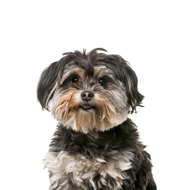 Shih sales poo breeders