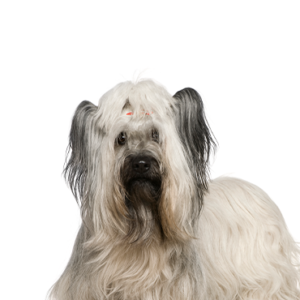 Skye Terrier