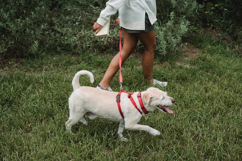 Top Pups for First Time Dog Owners