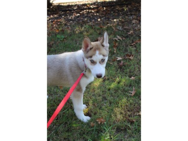 Siberian Husky DOG Male Agouti / White 4731 Petland Montgomery, Alabama