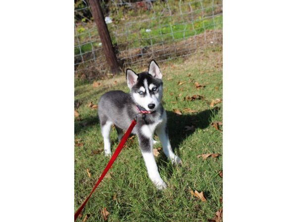 Siberian Husky DOG Female Black / White 4735 Petland Montgomery, Alabama