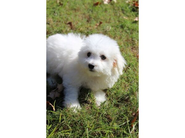 Bichon Frise DOG Male White 4746 Petland Montgomery, Alabama