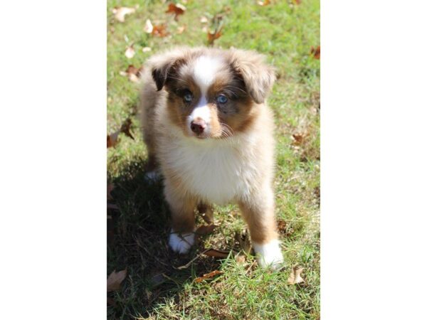 Australian Shepherd-DOG-Female-Red Merle-4742-Petland Montgomery, Alabama