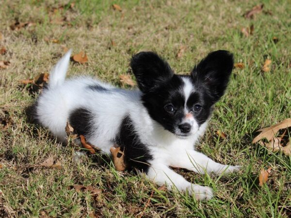 Papillon DOG Female White and Black 4749 Petland Montgomery, Alabama