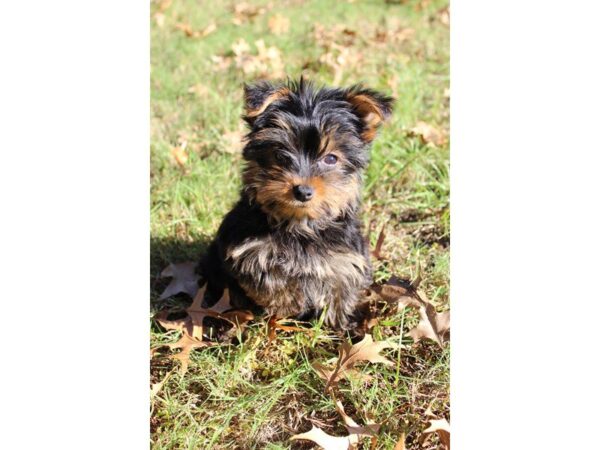 Yorkshire Terrier DOG Male Black / Tan 4745 Petland Montgomery, Alabama