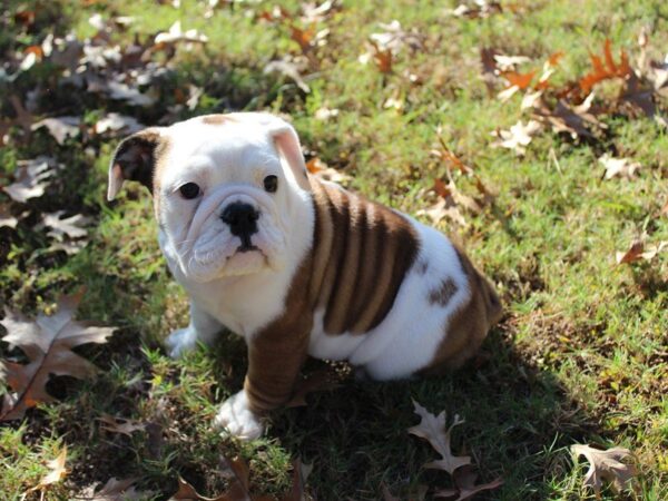 English Bulldog-DOG-Female-Red / White-4747-Petland Montgomery, Alabama