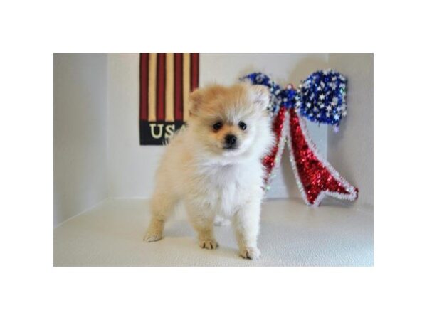 Pomeranian DOG Male Cream 4752 Petland Montgomery, Alabama