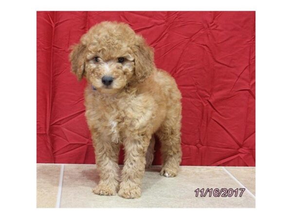 Goldendoodle Mini DOG Male Red 4755 Petland Montgomery, Alabama