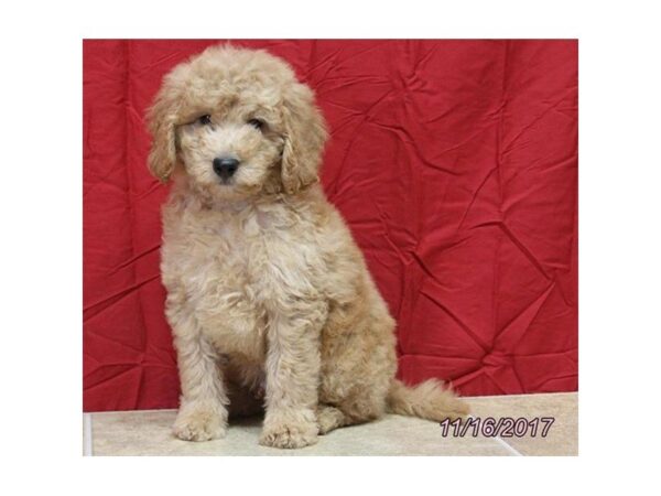 Goldendoodle Mini DOG Male Red 4756 Petland Montgomery, Alabama