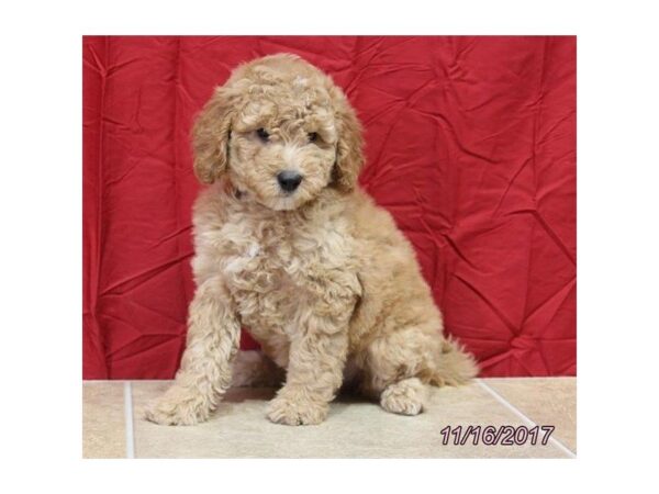 Goldendoodle Mini DOG Female Red 4757 Petland Montgomery, Alabama