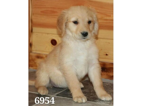 Golden Retriever DOG Female gld 4762 Petland Montgomery, Alabama