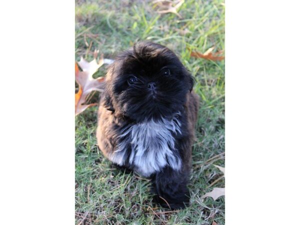 Shih Tzu-DOG-Male-black w/ white-4764-Petland Montgomery, Alabama