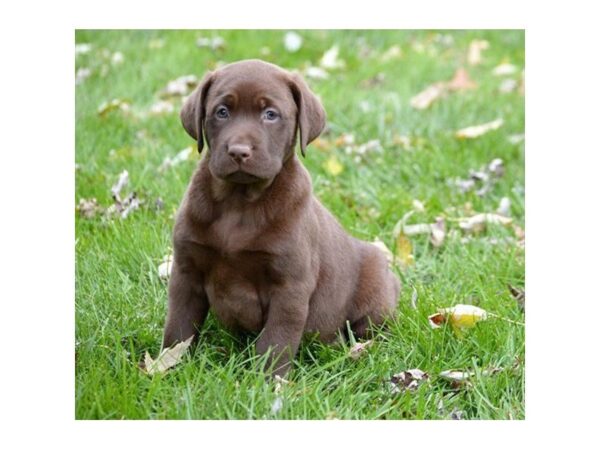 Labrador Retriever DOG Female Chocolate 4770 Petland Montgomery, Alabama