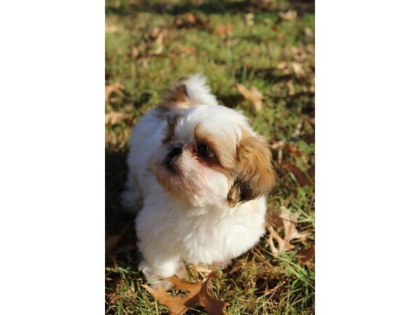 Shih Tzu DOG Male brindle/white 4768 Petland Montgomery, Alabama