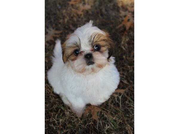 Shih Tzu DOG Female brindle/white 4767 Petland Montgomery, Alabama