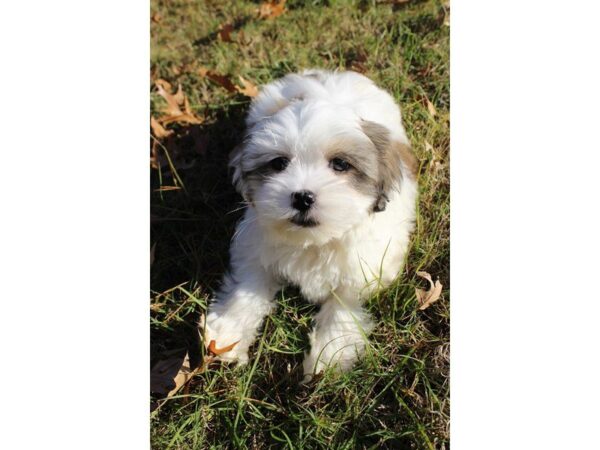 HAVA APSO DOG Male tan/white 4765 Petland Montgomery, Alabama