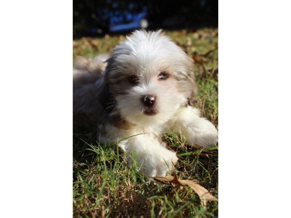 HAVA APSO DOG Female tan/white 4766 Petland Montgomery, Alabama