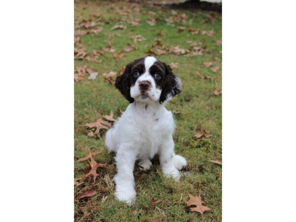 Cocker Spaniel DOG Male Chocolate / White 4769 Petland Montgomery, Alabama