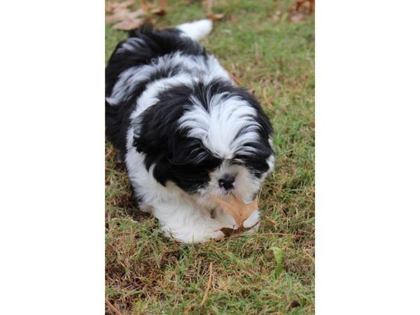 Shih Tzu DOG Male Black / White 4772 Petland Montgomery, Alabama