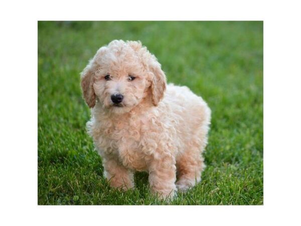 Goldendoodle Mini 2nd Gen-DOG-Female-Apricot-4778-Petland Montgomery, Alabama