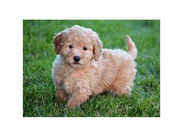 Goldendoodle Mini 2nd Gen-DOG-Female-Apricot-4779-Petland Montgomery, Alabama