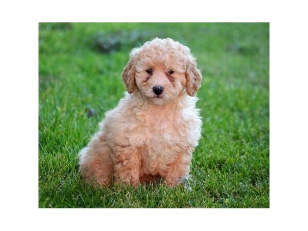 Goldendoodle Mini 2nd Gen DOG Male Apricot 4780 Petland Montgomery, Alabama