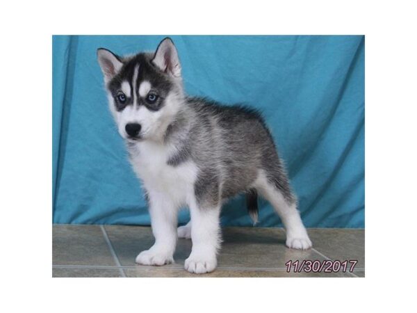 Siberian Husky DOG Male Black / White 4782 Petland Montgomery, Alabama