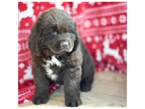 Newfoundland DOG Female Chocolate 4783 Petland Montgomery, Alabama