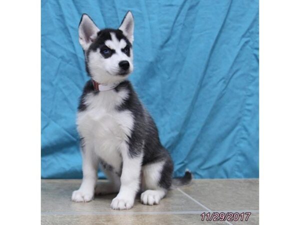 Siberian Husky DOG Female Black / White 4784 Petland Montgomery, Alabama