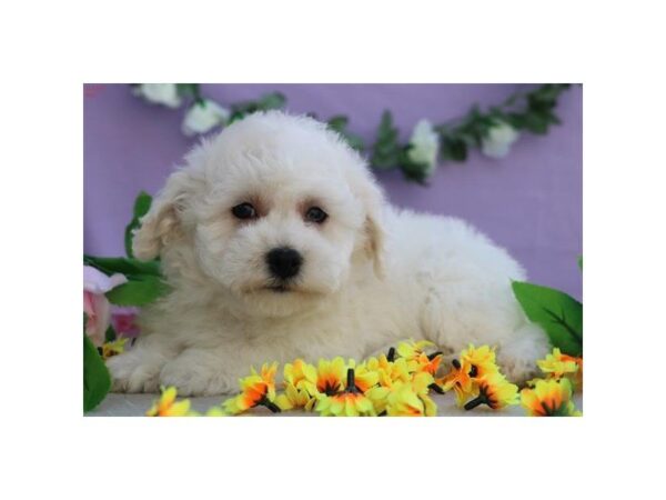 Bichon Frise DOG Male wh 4789 Petland Montgomery, Alabama