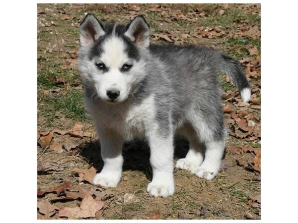 Siberian Husky-DOG-Male-Black / White-4788-Petland Montgomery, Alabama