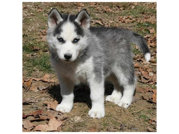 Siberian Husky DOG Male Black / White 4788 Petland Montgomery, Alabama