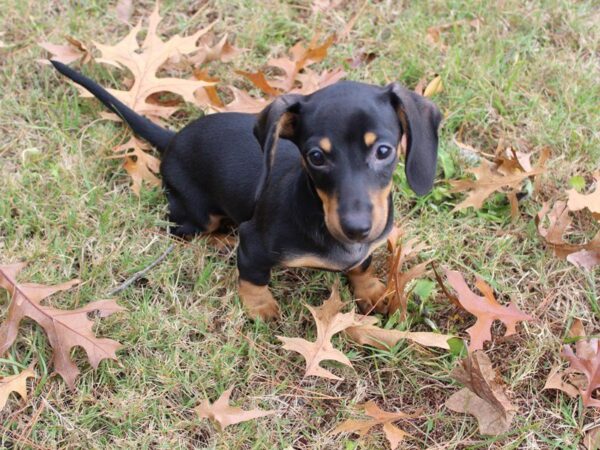 Dachshund DOG Female Black / Tan 4774 Petland Montgomery, Alabama