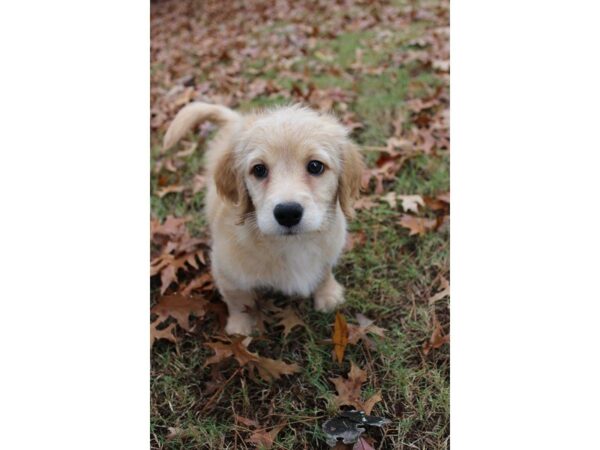 Goldendoodle Mini-DOG-Male-Golden-4775-Petland Montgomery, Alabama