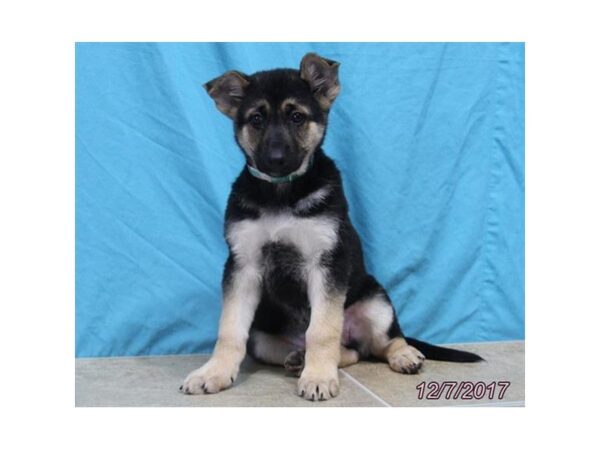 German Shepherd Dog-DOG-Female-Black / Tan-4790-Petland Montgomery, Alabama