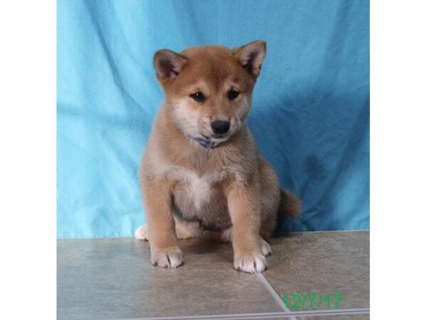 Shiba Inu DOG Male Red 4791 Petland Montgomery, Alabama