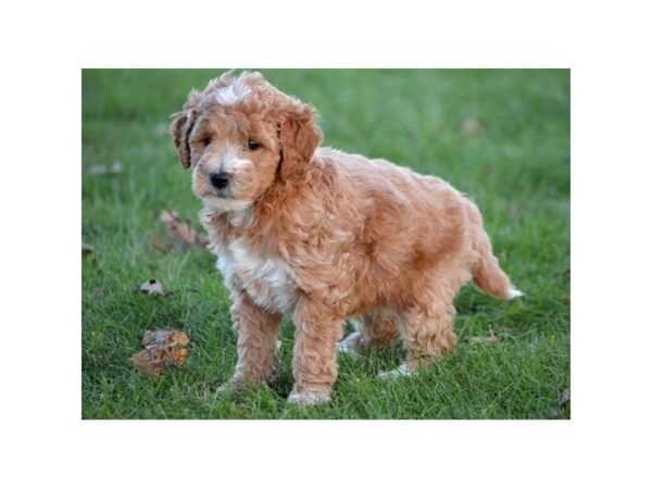 Goldendoodle Mini 2nd Gen DOG Female Apricot 4793 Petland Montgomery, Alabama