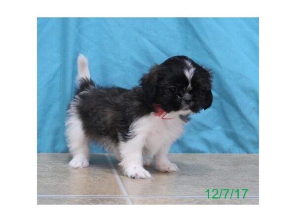 Shih Tzu DOG Female Brindle / White 4794 Petland Montgomery, Alabama