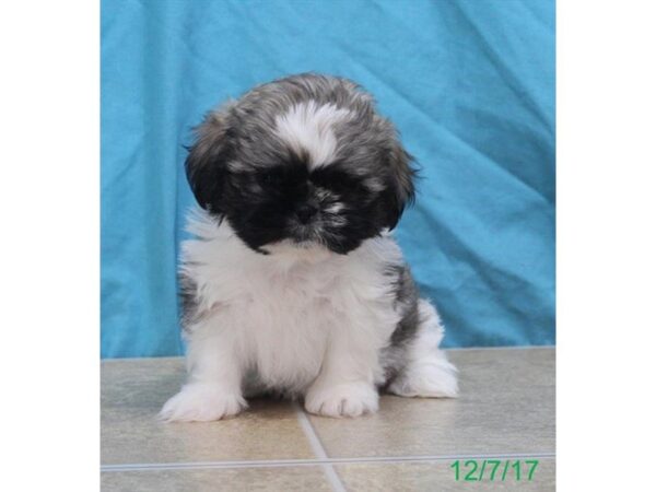 Shih Tzu DOG Male Gold / White 4795 Petland Montgomery, Alabama