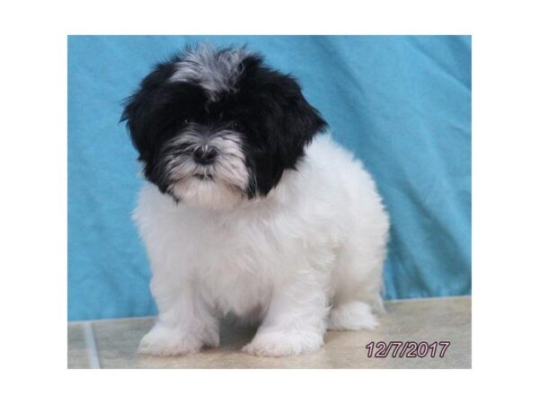 Havanese DOG Female Black / White 4807 Petland Montgomery, Alabama