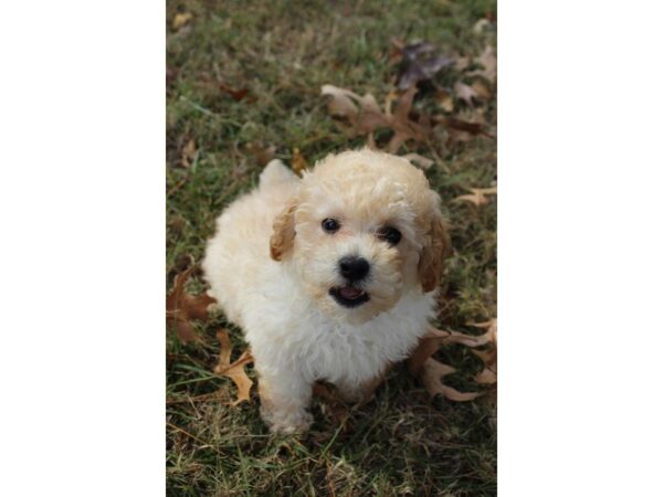 Poodle DOG Male Cream 4792 Petland Montgomery, Alabama