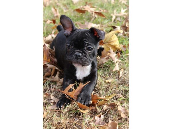 French Bulldog DOG Male Black 4798 Petland Montgomery, Alabama