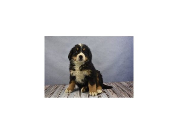 Bernese Mountain Dog DOG Female Black Rust and White 4813 Petland Montgomery, Alabama