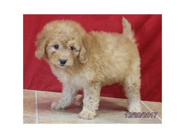 Goldendoodle Mini 2nd Gen DOG Female Red 4817 Petland Montgomery, Alabama