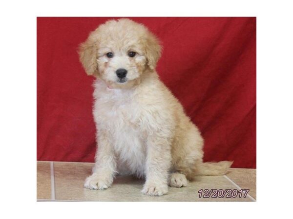 Goldendoodle Mini 2nd Gen-DOG-Female-Red-4818-Petland Montgomery, Alabama